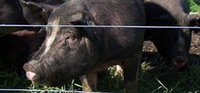 A black Berkshire pig looking over a fence