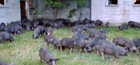 A herd of Berkshire pigs in a field