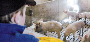 Young white pigs in a barn pen