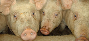 Three white pigs looking at the camera