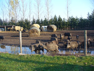 Pigs in a muddy outdoor pen with round hay bales behind them