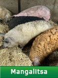 Mangalitsa