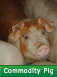 Commodity Pig