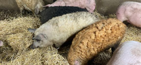Curly-haired Mangalitsa pigs resting on straw