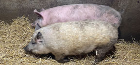 A curly-haired Mangalitsa pig beside a pink pig on straw