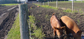 Two Tamworth pigs beside a fence in a field