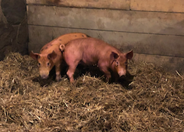 Red Tamworth pigs on straw in a barn