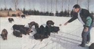 A man feeding a herd of dark pigs in a snowy field