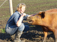A visitor crouching to pet a red pig