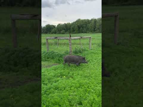Video: Wild boar running around the field